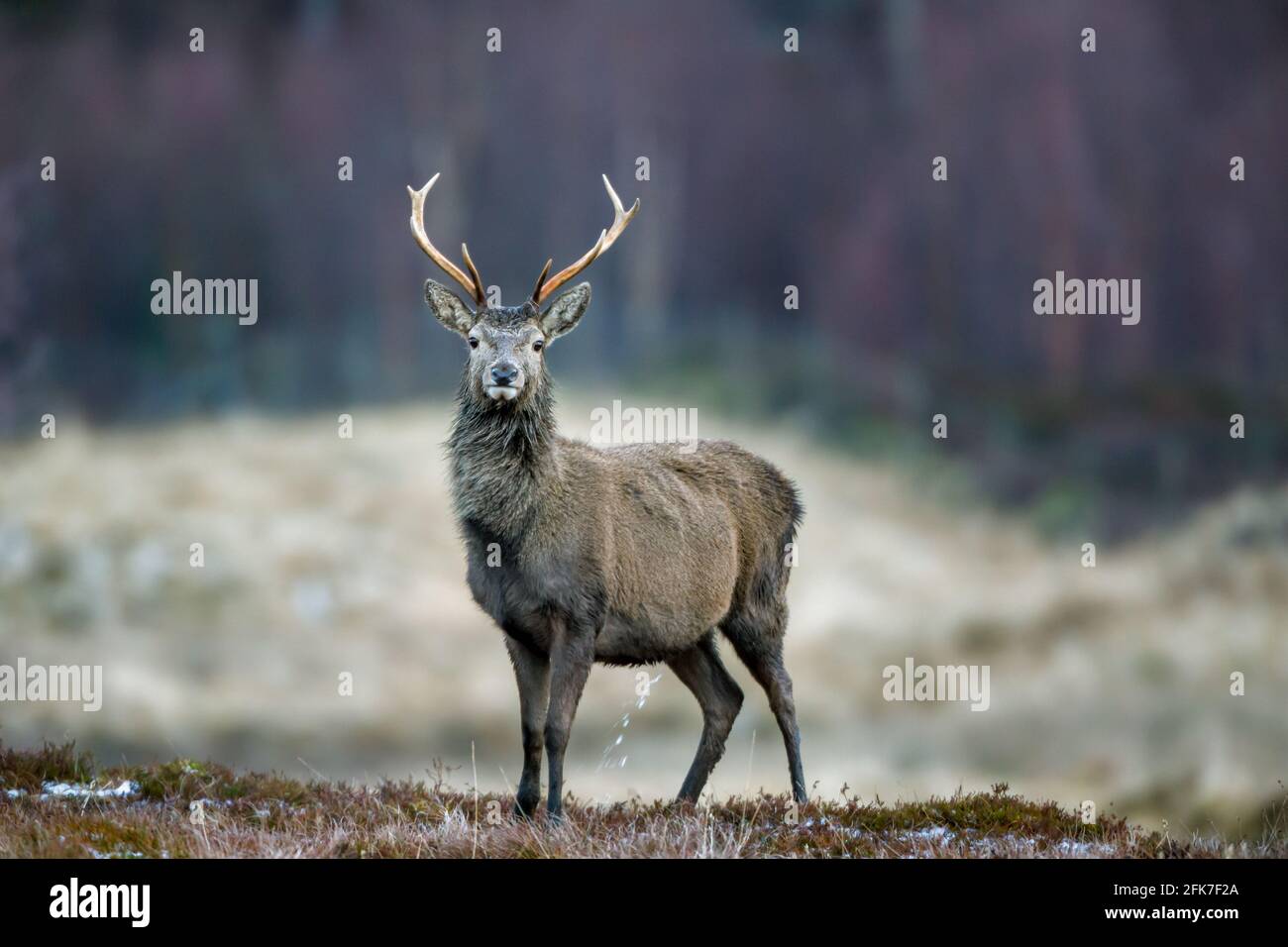 Cervus elaphus cervi rossi maschi nelle Highlands di Scozia Foto Stock