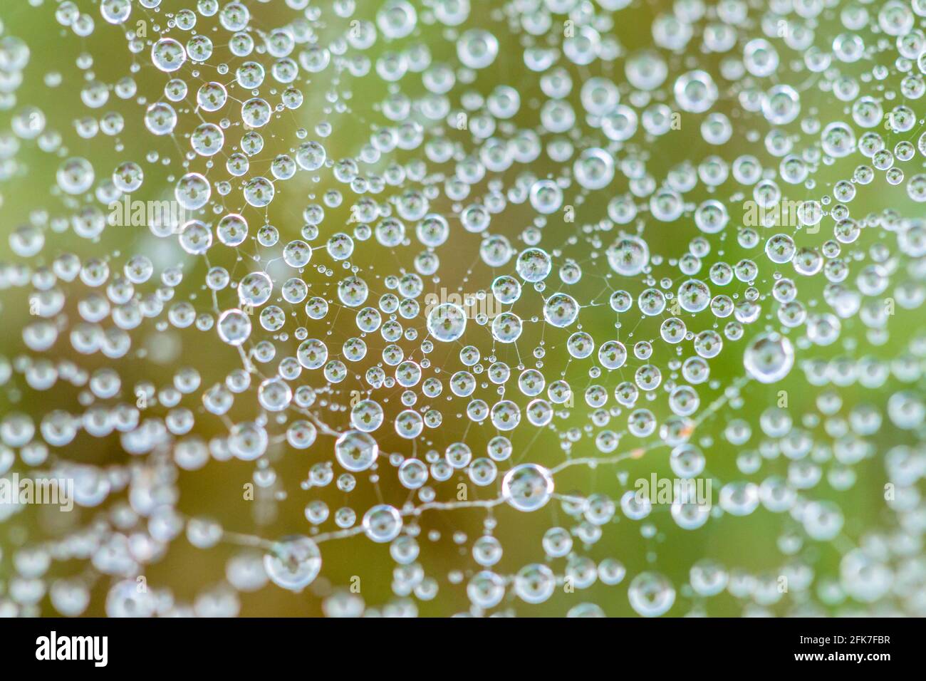 European Sheetweb Spider Linyphia triangularis webs con gocce d'acqua da nebbia Foto Stock