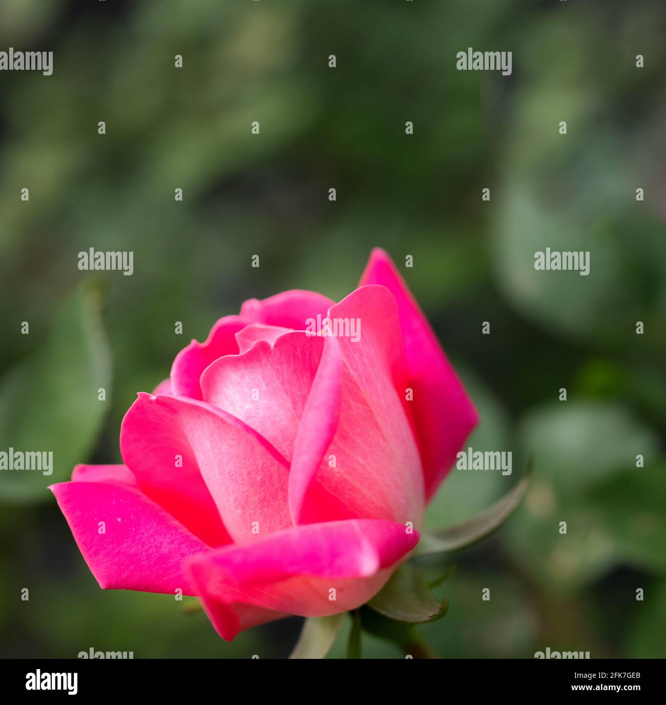 Rose - Hall County, Georgia. Luce del tardo pomeriggio che cade sulla fioritura di una rosa. Foto Stock