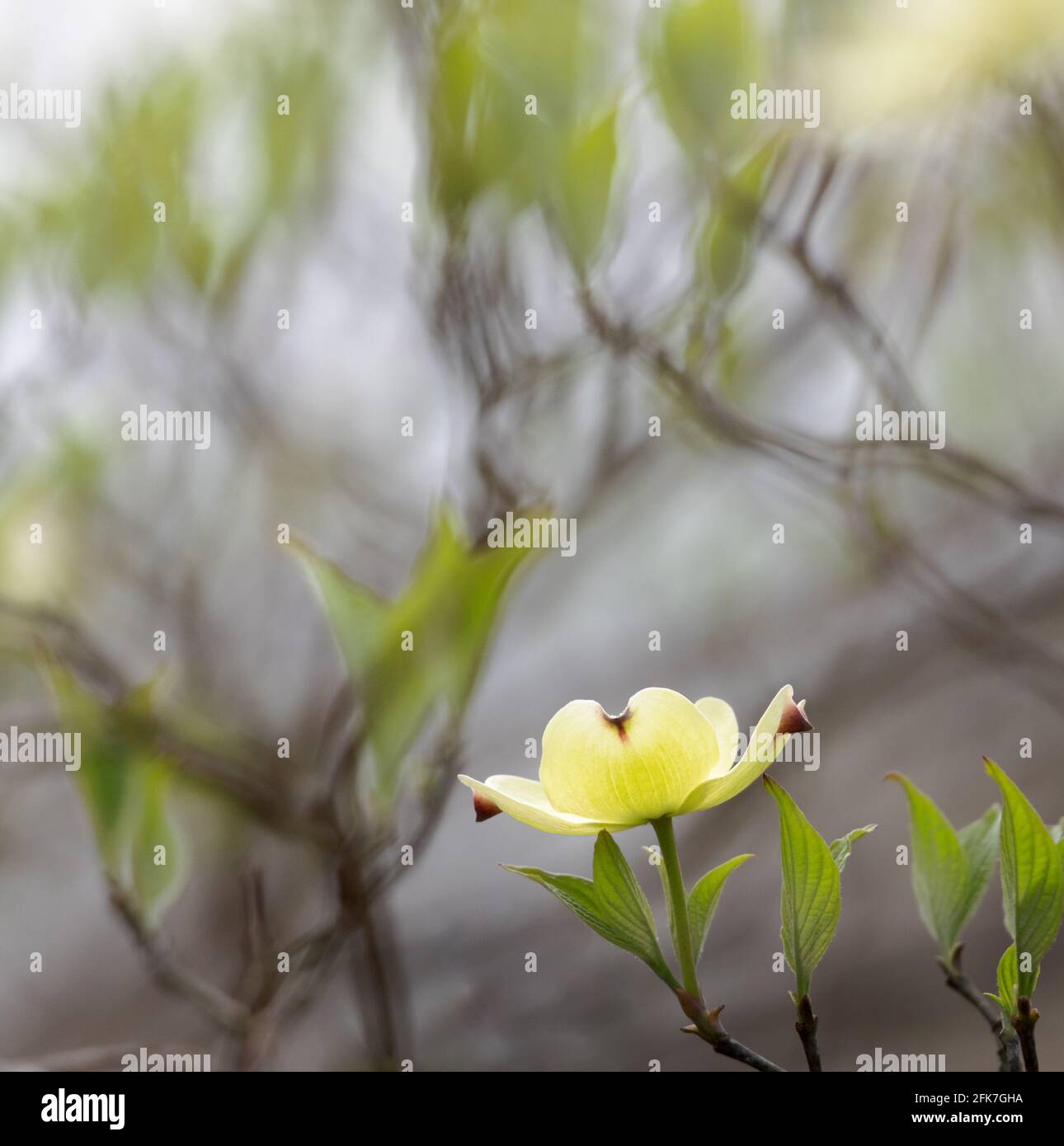 Dogwood fiorito (Cornus florida) - Contea di Hall, Georgia. Un fiore solitario di dogwood contro il bokeh caotico dei rami circostanti. Foto Stock