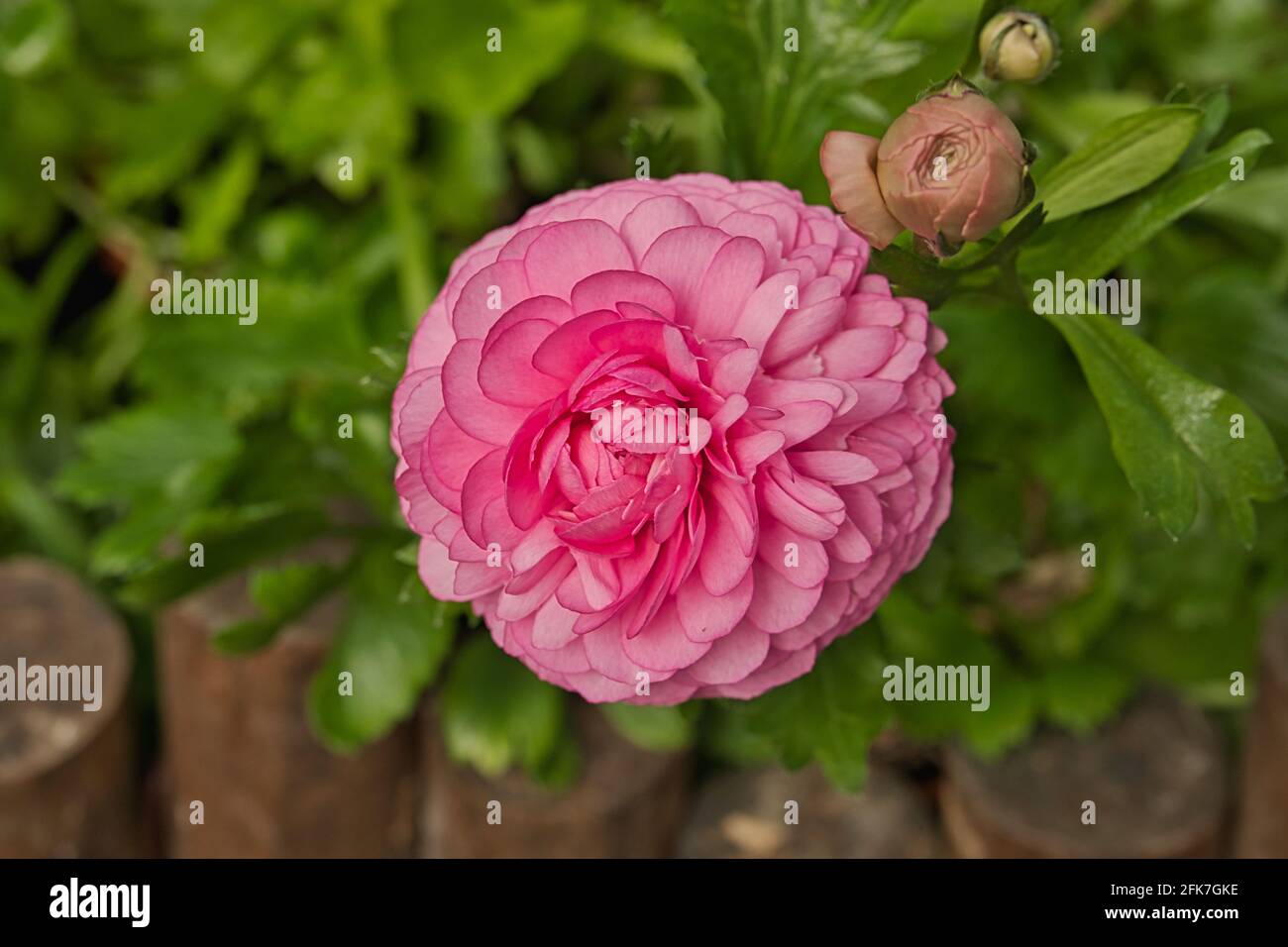 Ranunculus asiaticus L. (coppa persiana, piede di corona persiano, coppa asiatica) il Sun-link-Sea Forest and Nature Resort si trova nella contea di Nantou Foto Stock