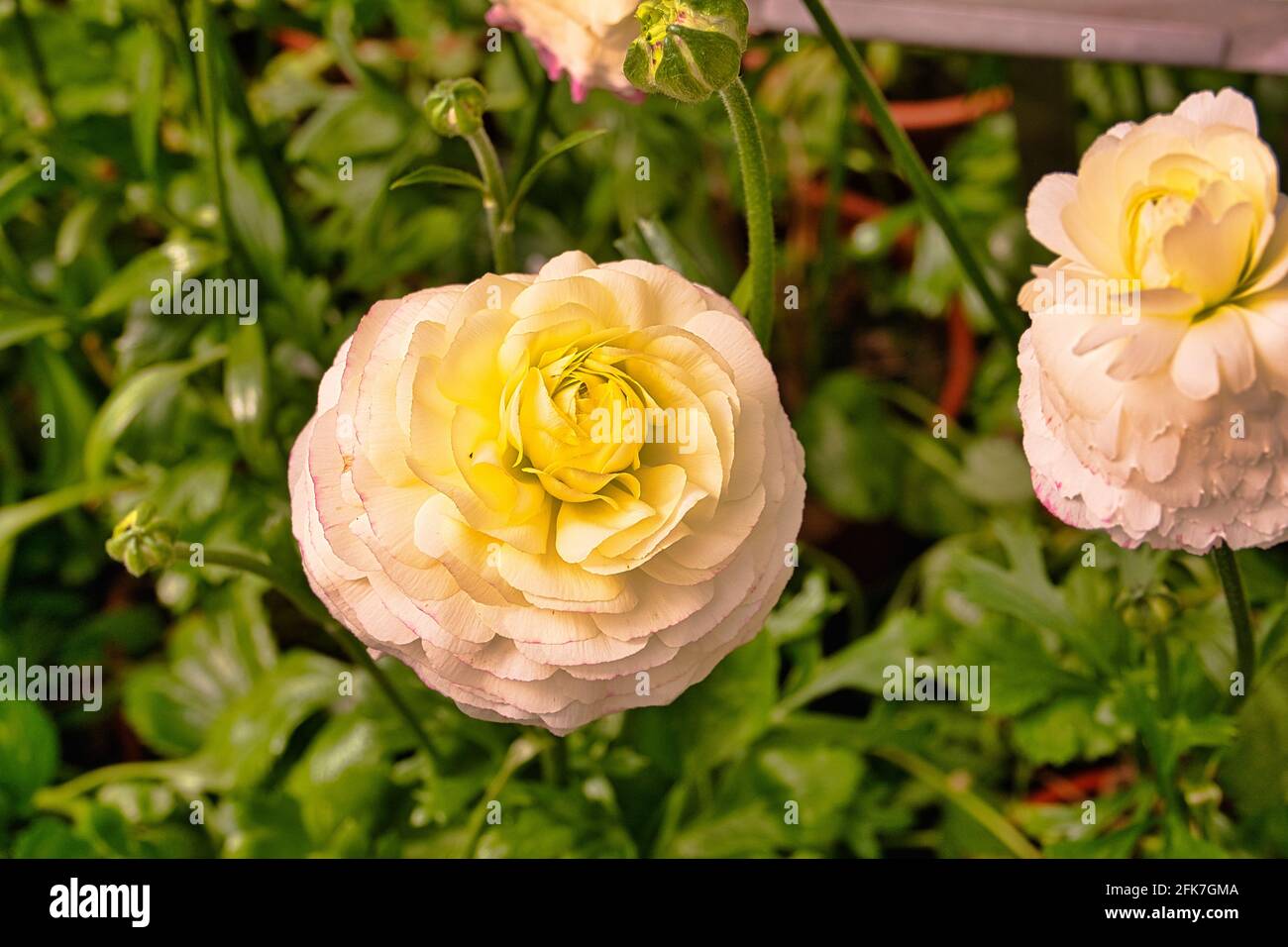 Ranunculus asiaticus L. (coppa persiana, piede di corona persiano, coppa asiatica) il Sun-link-Sea Forest and Nature Resort si trova nella contea di Nantou Foto Stock