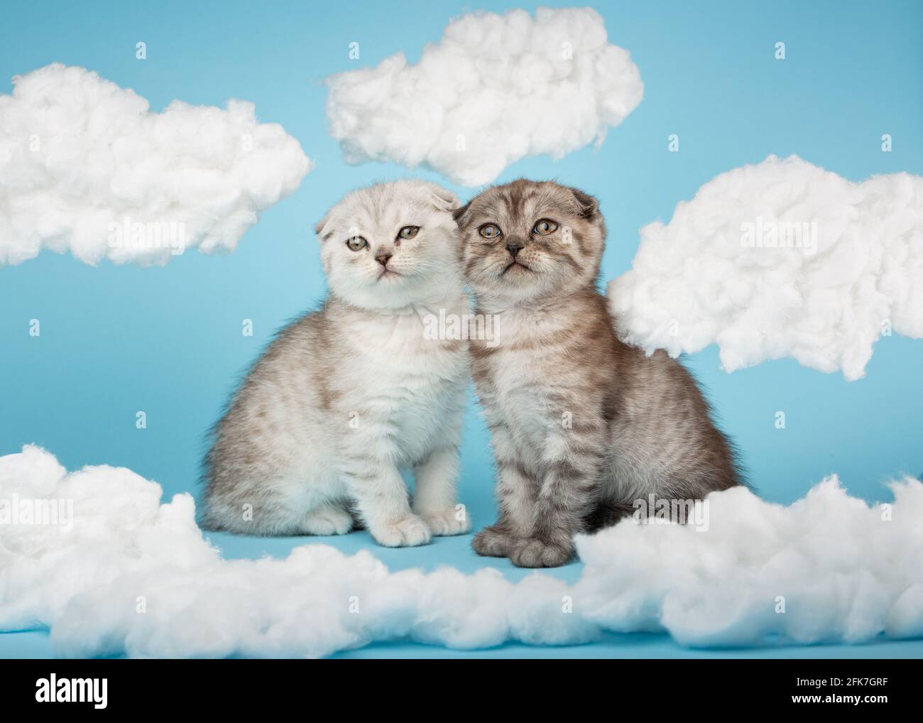 Due fieri cuccioli a strisce della razza scozzese si siedono su uno sfondo blu tra le nuvole e si guardano via. Concetto di animali, animali e gatti. Foto Stock