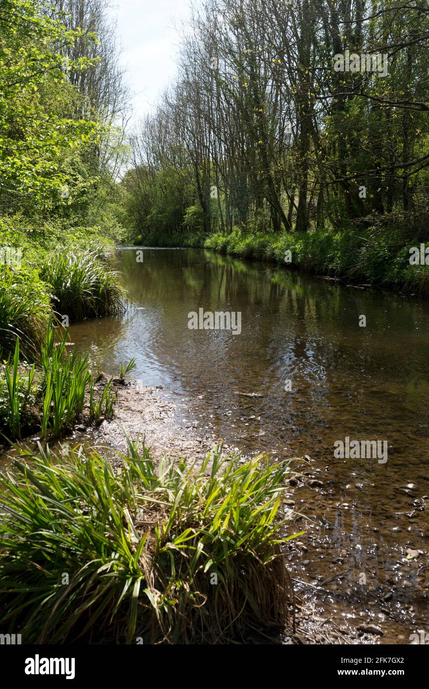 Il fiume Arrow nel Arrow Valley Country Park, Redditch, Worcestershire, Inghilterra, Regno Unito Foto Stock