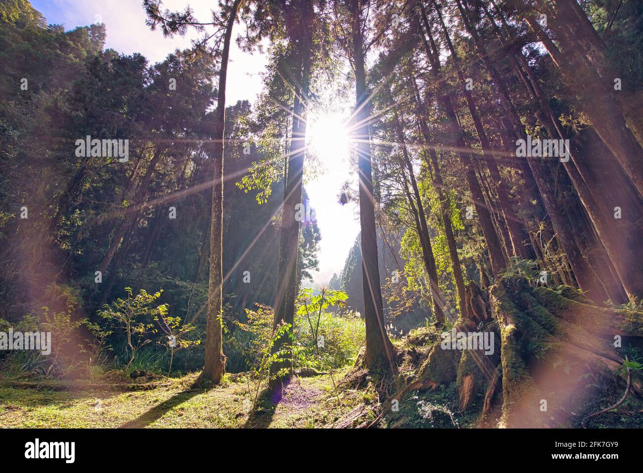 La luce del sole del mattino nella foresta. Lente colorata del sole Flare. Il Sun-link-Sea Forest and Nature Resort si trova nella contea di Nantou, Taiwan. Foto Stock