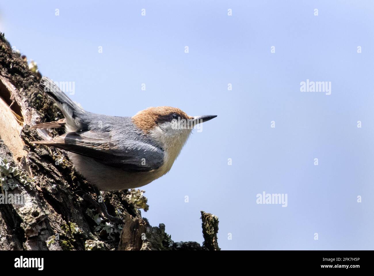 Nuthatch a testa marrone (Sitta pusilla) - Hall County, Georgia. Un nuthatch marrone-testa si guarda in su dopo la foraging per il cibo. Foto Stock