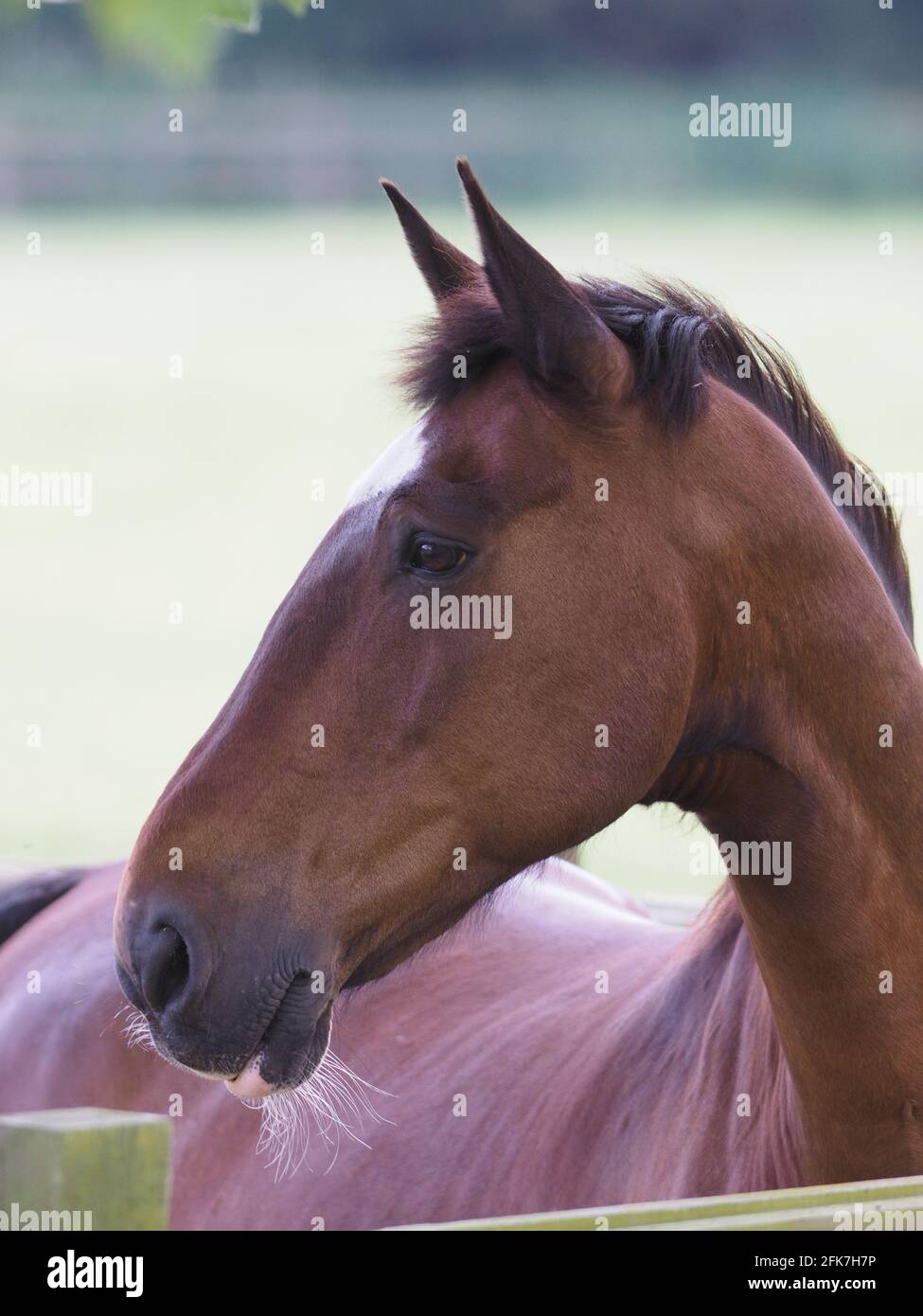 Un colpo di testa di un cavallo di baia in un paddock estivo. Foto Stock