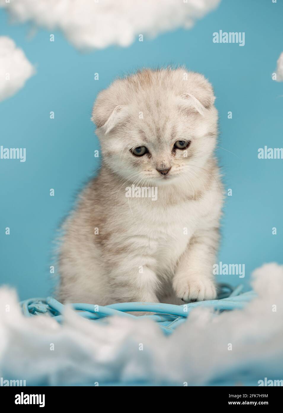 Il gattino scozzese che vuole giocare si siede con la testa in giù e guarda con attenzione il giocattolo su uno sfondo blu. Cielo sfondo con nuvole di cotone intorno Foto Stock