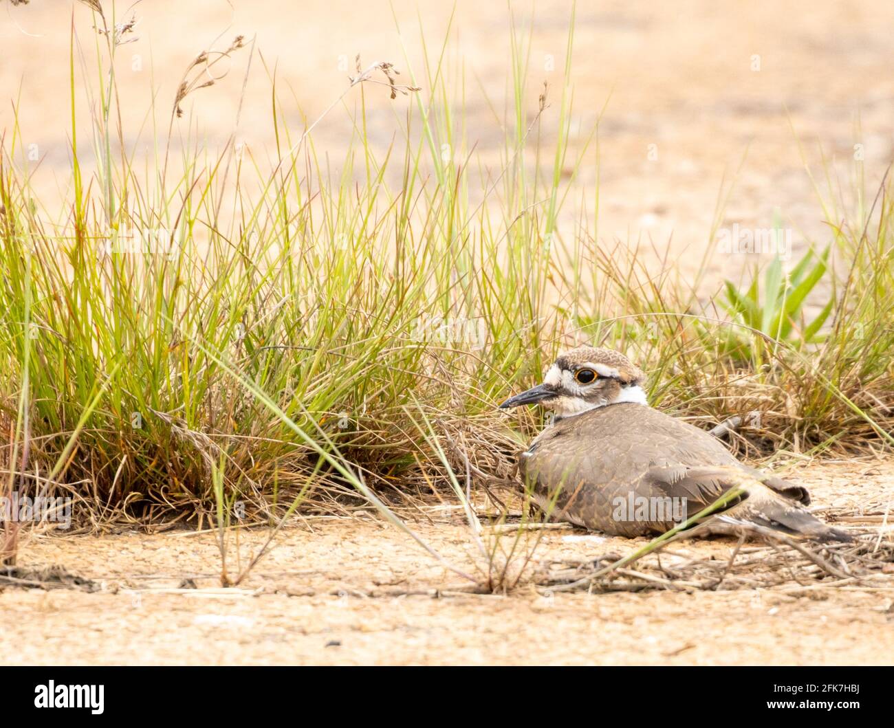 Killcery (Charadrius vociferus) - Hall County, Georgia. Un killcervi si nasconde dietro un affioramento di erba. Foto Stock