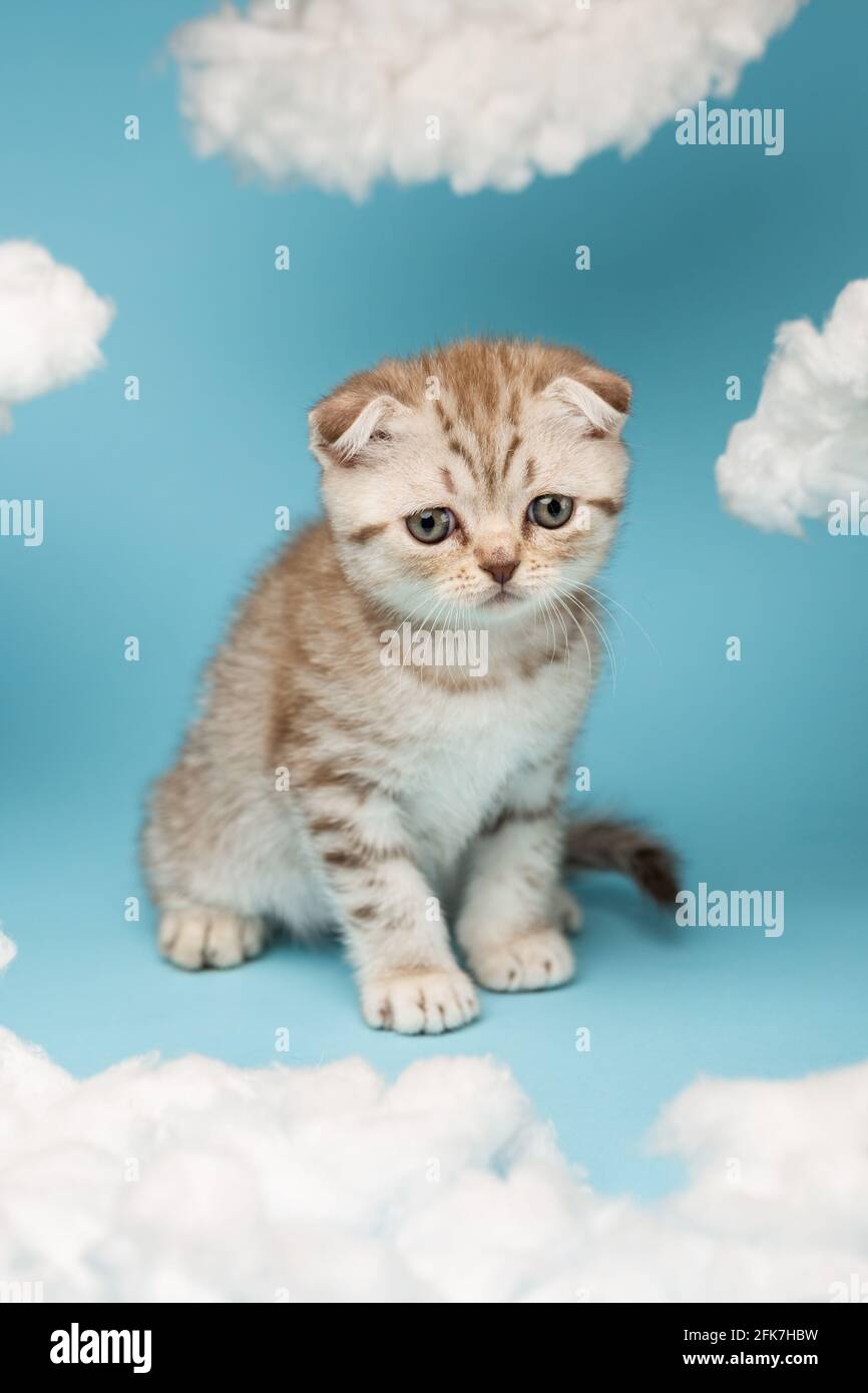 Poco cremoso divertente gattino scozzese si guarda giù con interesse seduto su uno sfondo blu con le nuvole di cotone fatte in casa intorno. Imitazione di s Foto Stock