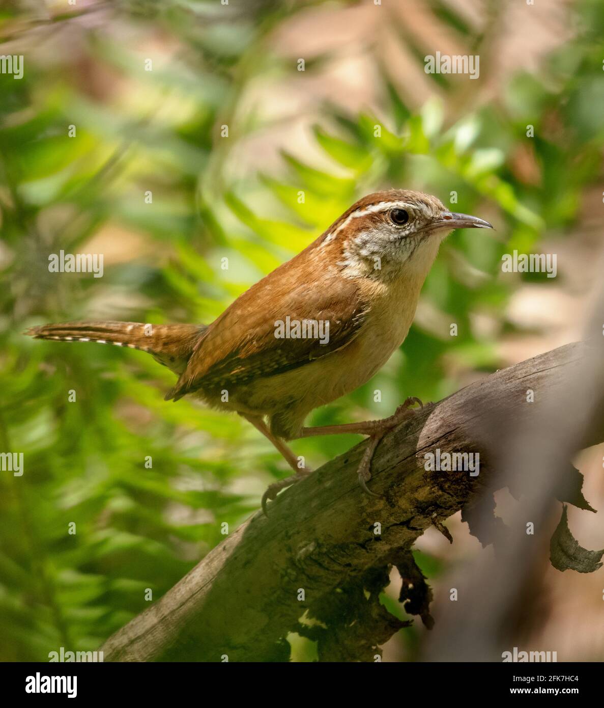 Carolina Wren (Thryothorus ludovicianus) - Hall County, Georgia. Carolina Wren acquistato su un albero di caduta tra la vegetazione. Foto Stock