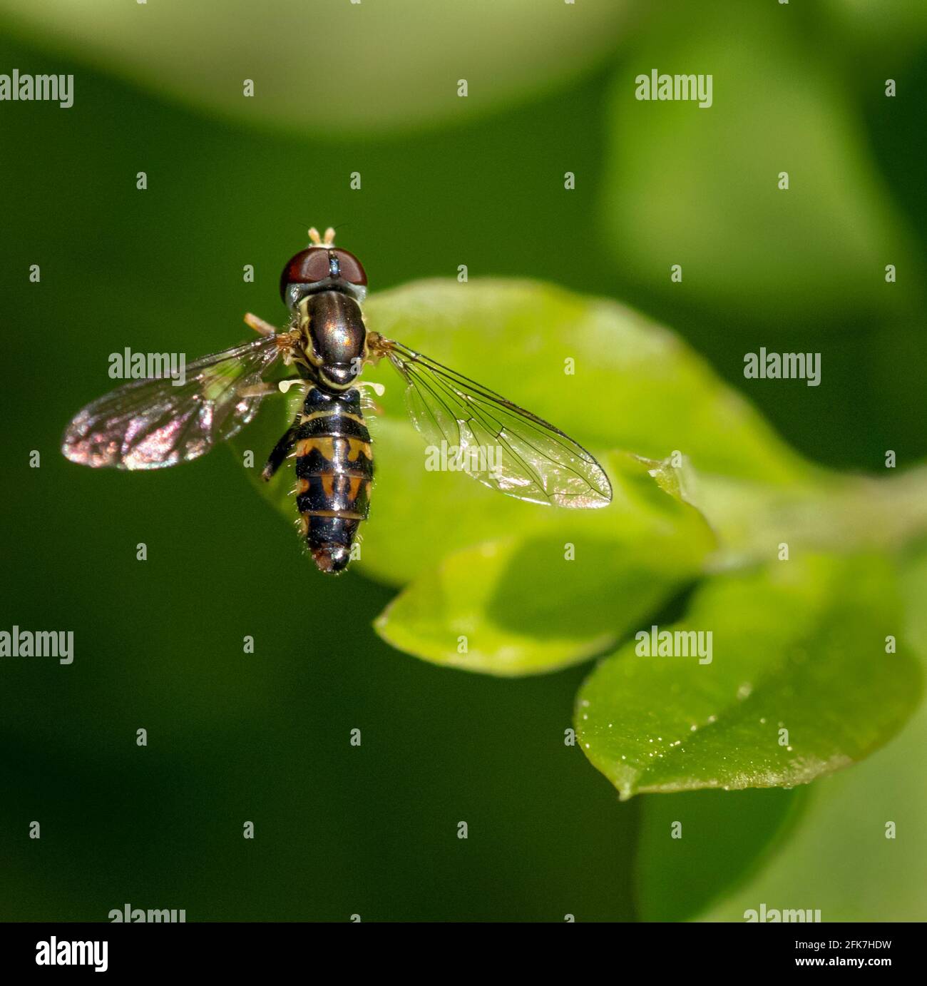 Calliographer Fly (Toxomerus marginatus) - Hall County, Georgia. Una mosca di calligrafo poggia sulla foglia di un arbusto. Foto Stock