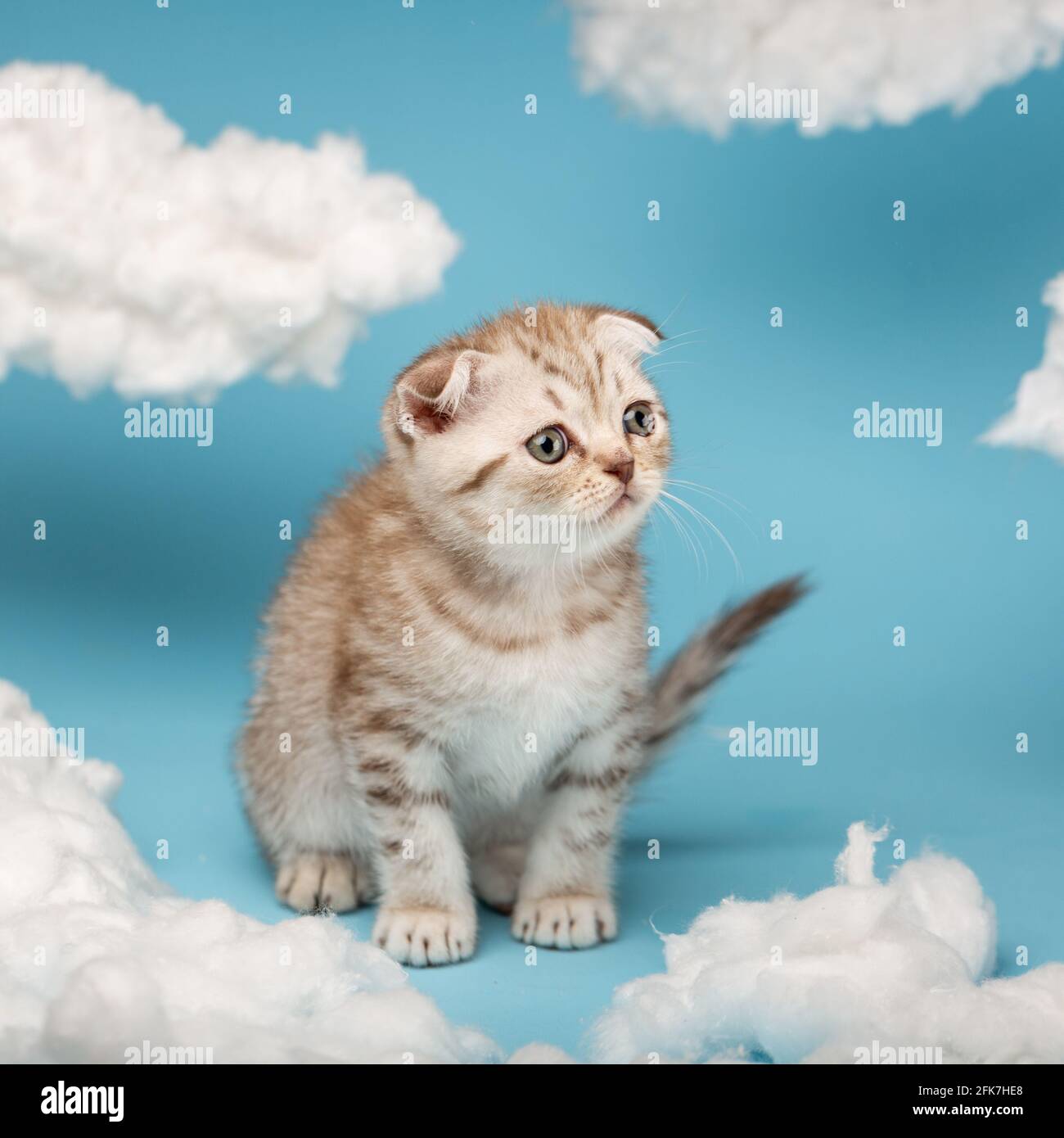 Interessato gattino a strisce beige scozzese sta giocando tra nuvole di cotone su sfondo blu. Ritratto di bel gatto soffice. Foto Stock