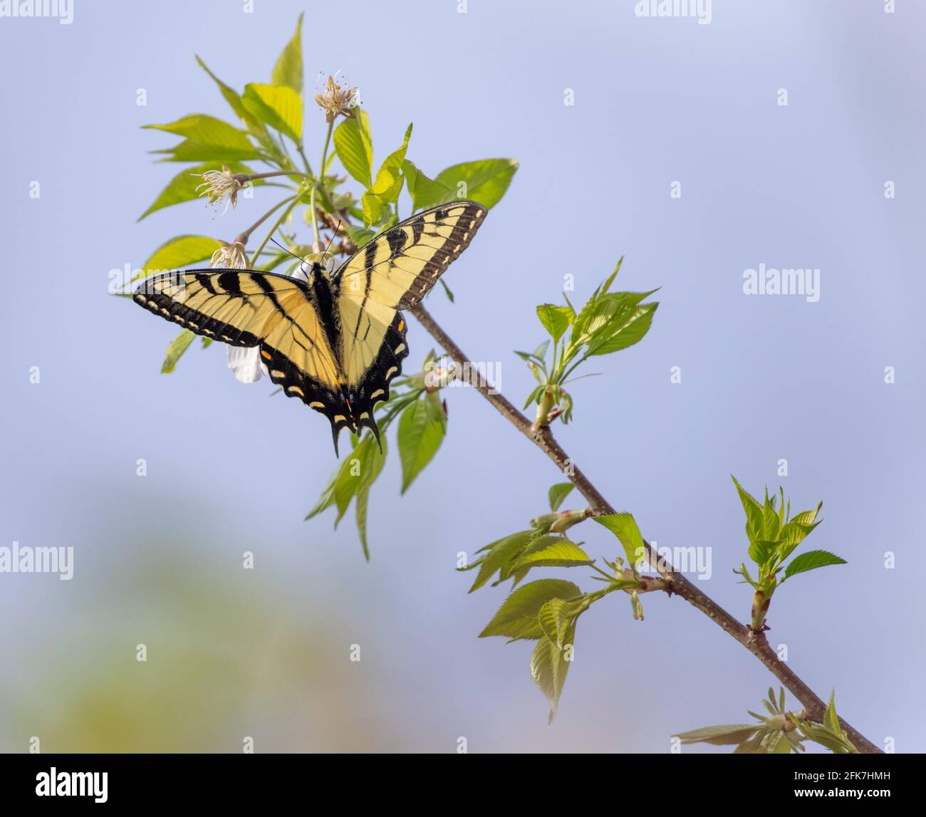 Coda di rondine della tigre orientale (Papilio glaucus) - Hall County, Georgia. Farfalla coda di rondine tigre orientale nettare da un albero di ciliegia. Foto Stock