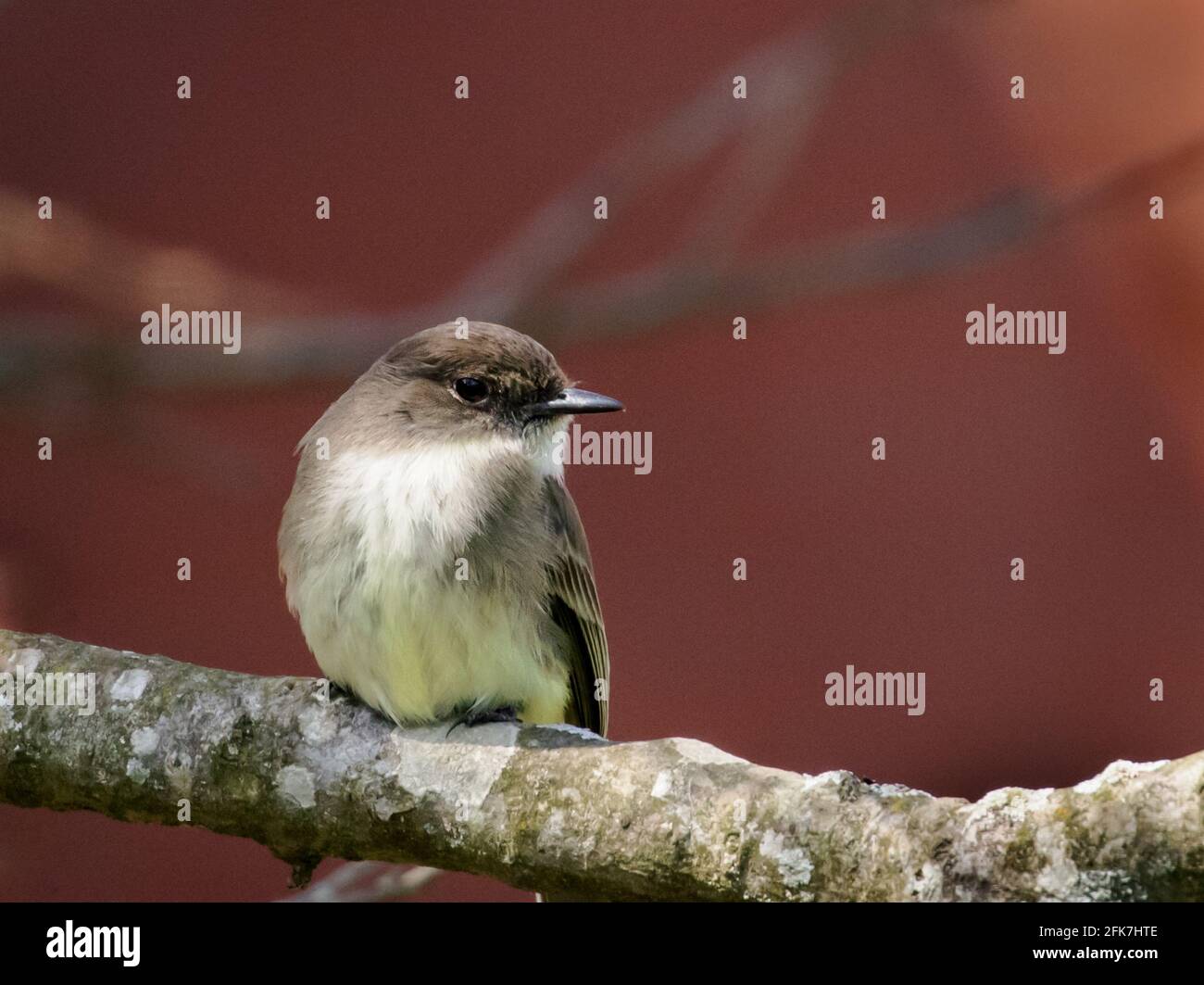 Phoebe orientale (Sayornis phoebe) - Contea di Hall, Georgia. Foebe orientale arroccato sul lembo di un albero di quercia rossa. Foto Stock