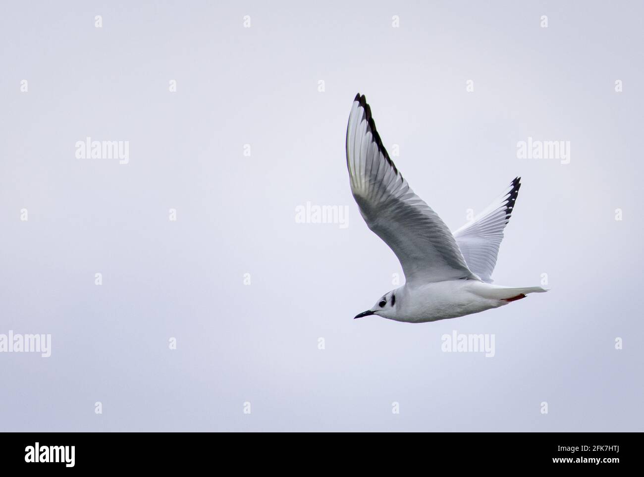 Gabbiano di Bonaparte (Chromicocephalus philadelphia) - Hall County, Georgia. Bonaparte gabbiano che scivola sul lago Lanier in una nuvolosa giornata di primavera. Foto Stock