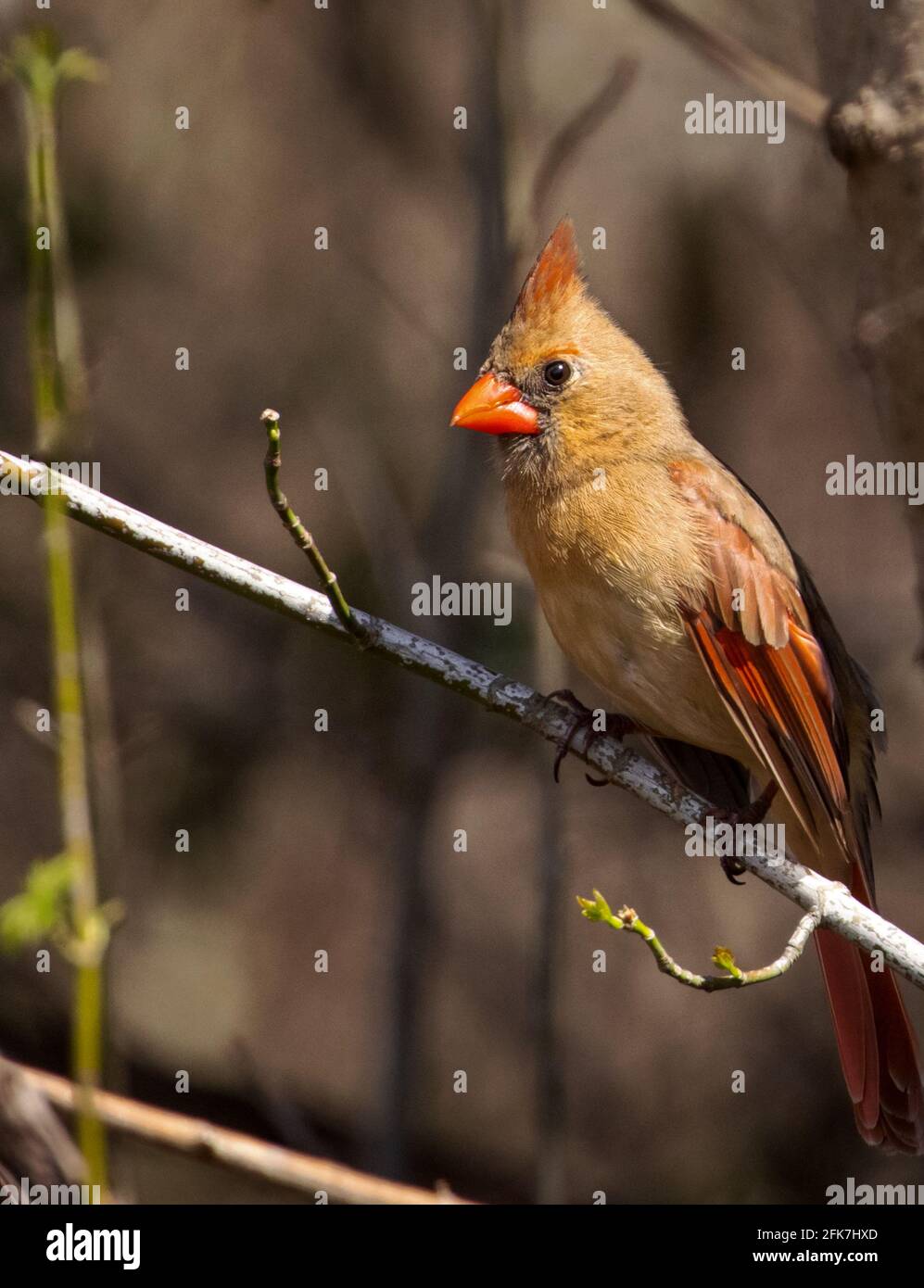 Cardinale del Nord (Cardinalis Cardinalis) - Contea di Hall, Georgia. cardinale del Nord seduto al sole di fine inverno. Foto Stock