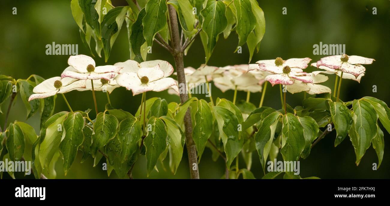 Kousa Dogwood (Cornus kousa) - Contea di Hall, Georgia. Pattterns creato dai fiori su un albero di dogwood di Kousa in un giorno di primavera piovoso. Foto Stock