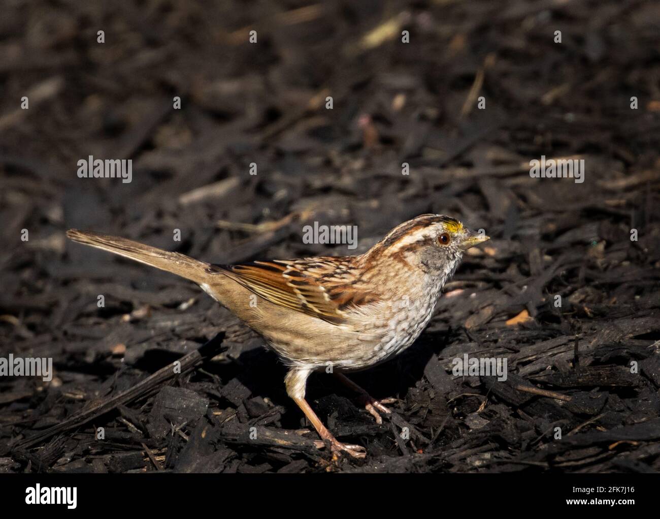 Passera dalla gola bianca (Zonotrichia albicollis) - Hall County, Georgia. Passera bianca che si immerse in un po' di sole il primo giorno di primavera. Foto Stock