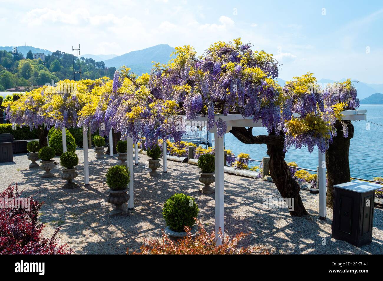 Bella baldacchino coperto di wisteria flowers...beautiflu colori viola e  giallo Di fronte al Lago di Como nella cittadina di Bellagio Italia  settentrionale Foto stock - Alamy