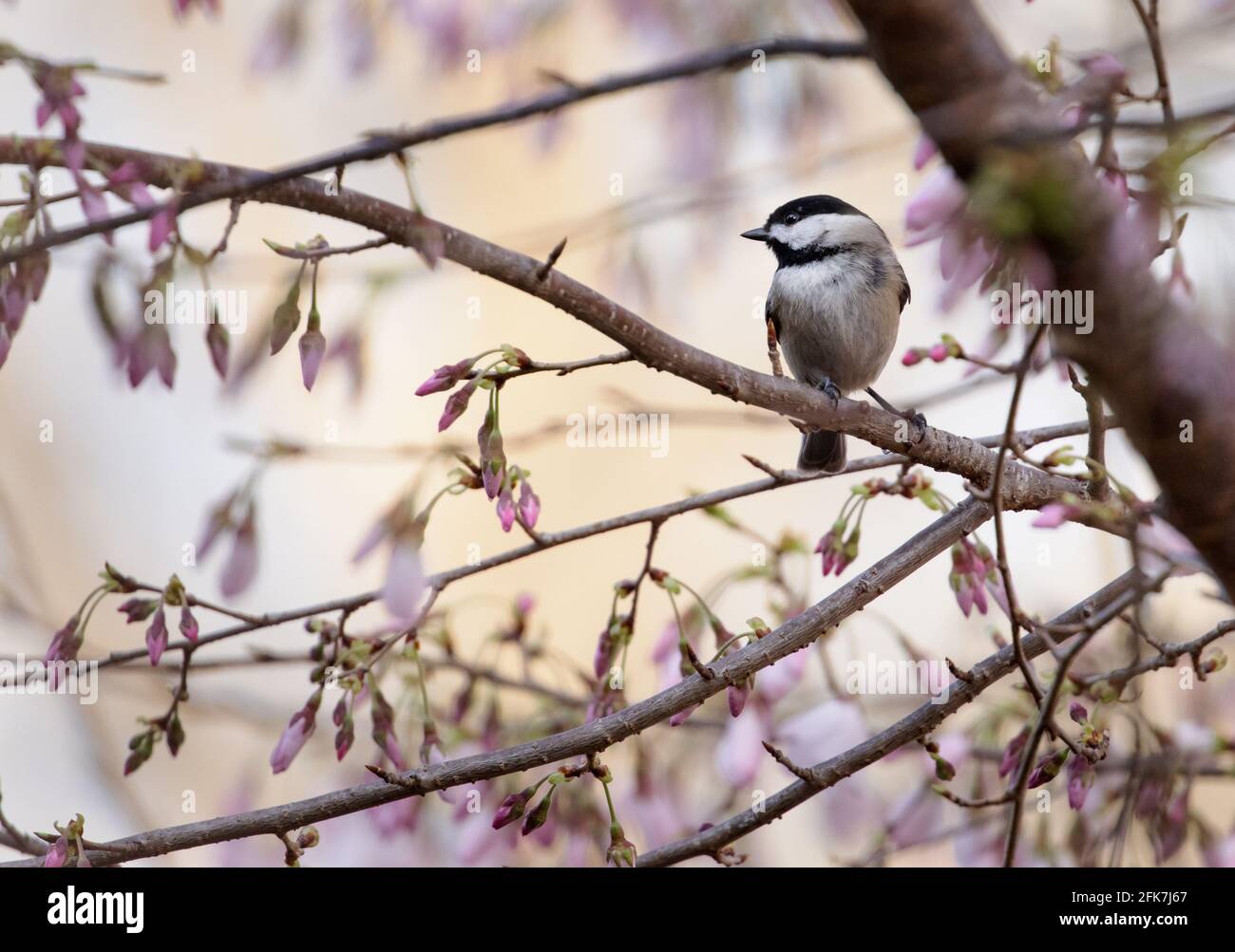 Carolina Chickadee (poecile carolinensis) - Contea di Hall, Georgia. Carolina chickadee seduta in un albero di ciliegio fiorito. Foto Stock