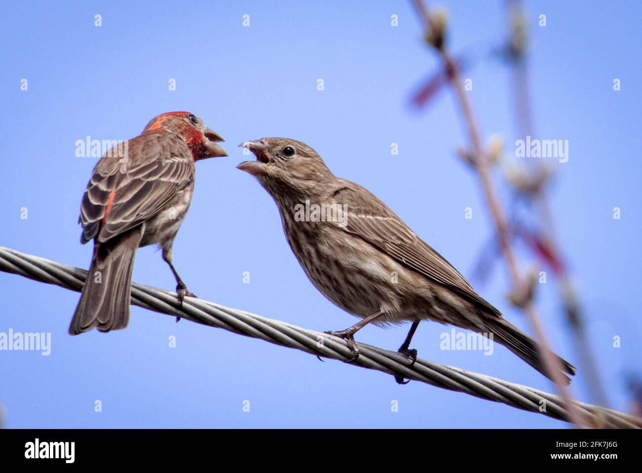 Casa Finch (Haemorhous mexicanus) - Hall County, Georgia. Due finche House femmina squabling. Foto Stock