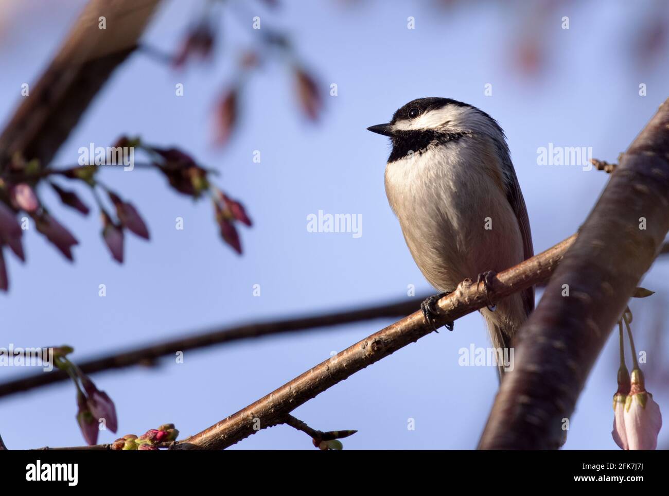 Carolina Chickadee (poecile carolinensis) - Contea di Hall, Georgia. Carolina chickadee prendere un po 'di sole nel tardo pomeriggio mentre perching in un ciliegio. Foto Stock
