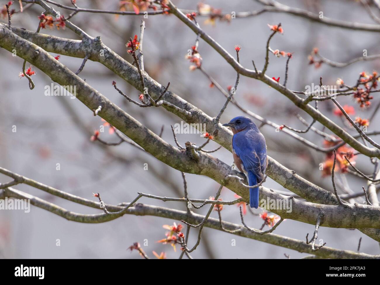 Eastern Bluebird (Sialia sialis) - Hall County, Georgia. Maschio orientale bluebird arroccato in un albero di ciliegio in un tardo giorno d'inverno. Foto Stock