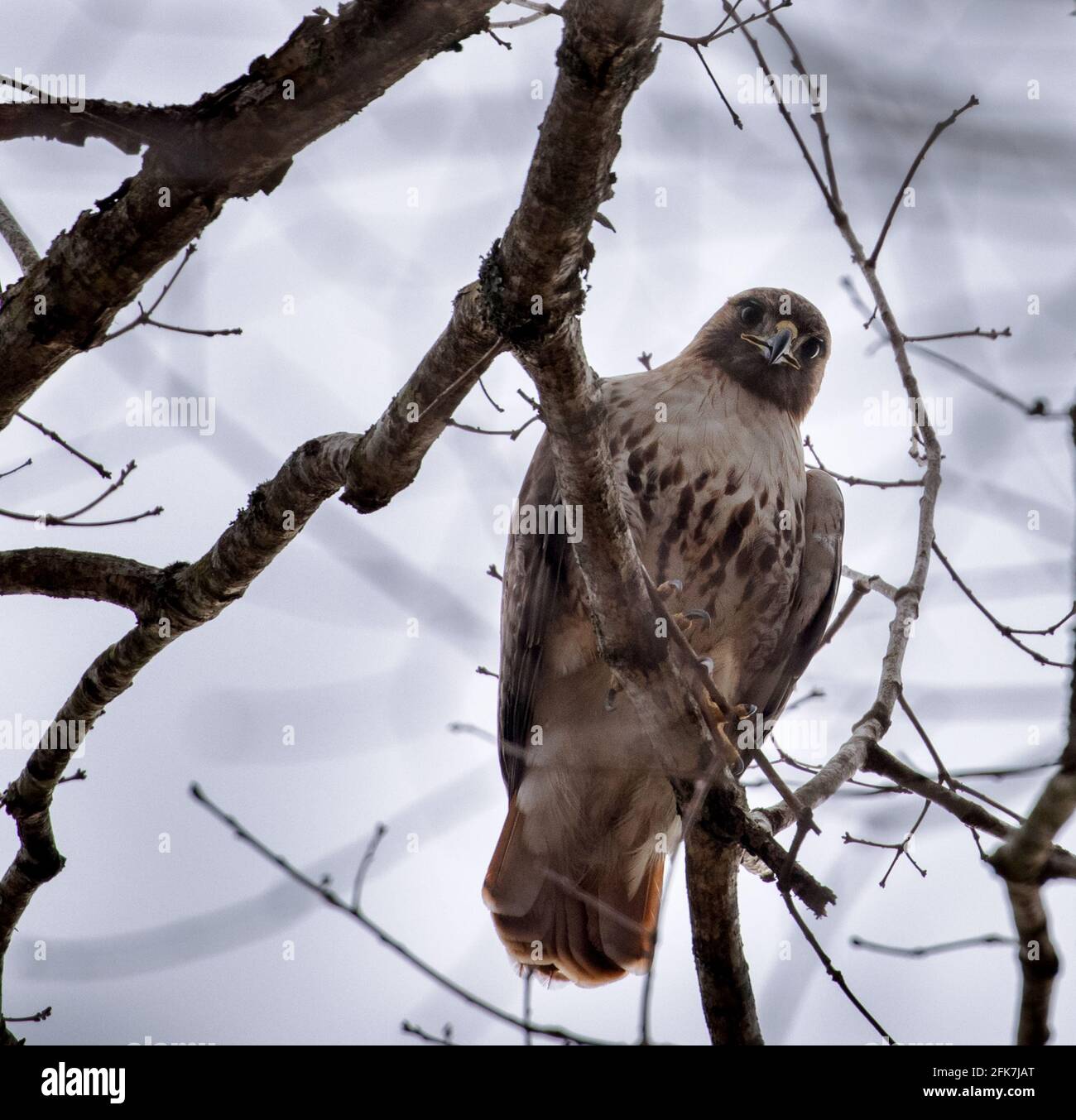 Falco dalla coda rossa (Buteo jamaicensis) - Contea di Hall, Georgia. Falco dalla coda rossa appollaiato in cima a un albero in una mattina d'inverno. Foto Stock