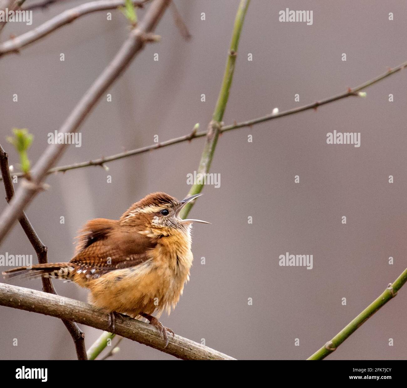 Carolina Wren (Thryothorus ludovicianus) - Hall County, Georgia. Carolina Wren sitting in un albero di seta persiano che canta ad alta voce. Foto Stock
