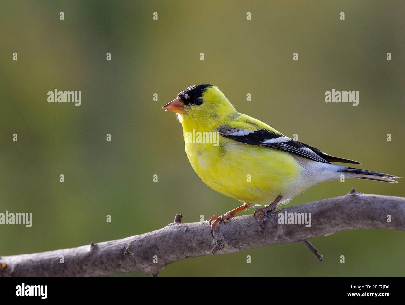 Il briciolo americano (Spinus tristis) - Hall County, Georgia. Maschio americano goldfinch perching e godendo il sole di primavera mattina. Foto Stock