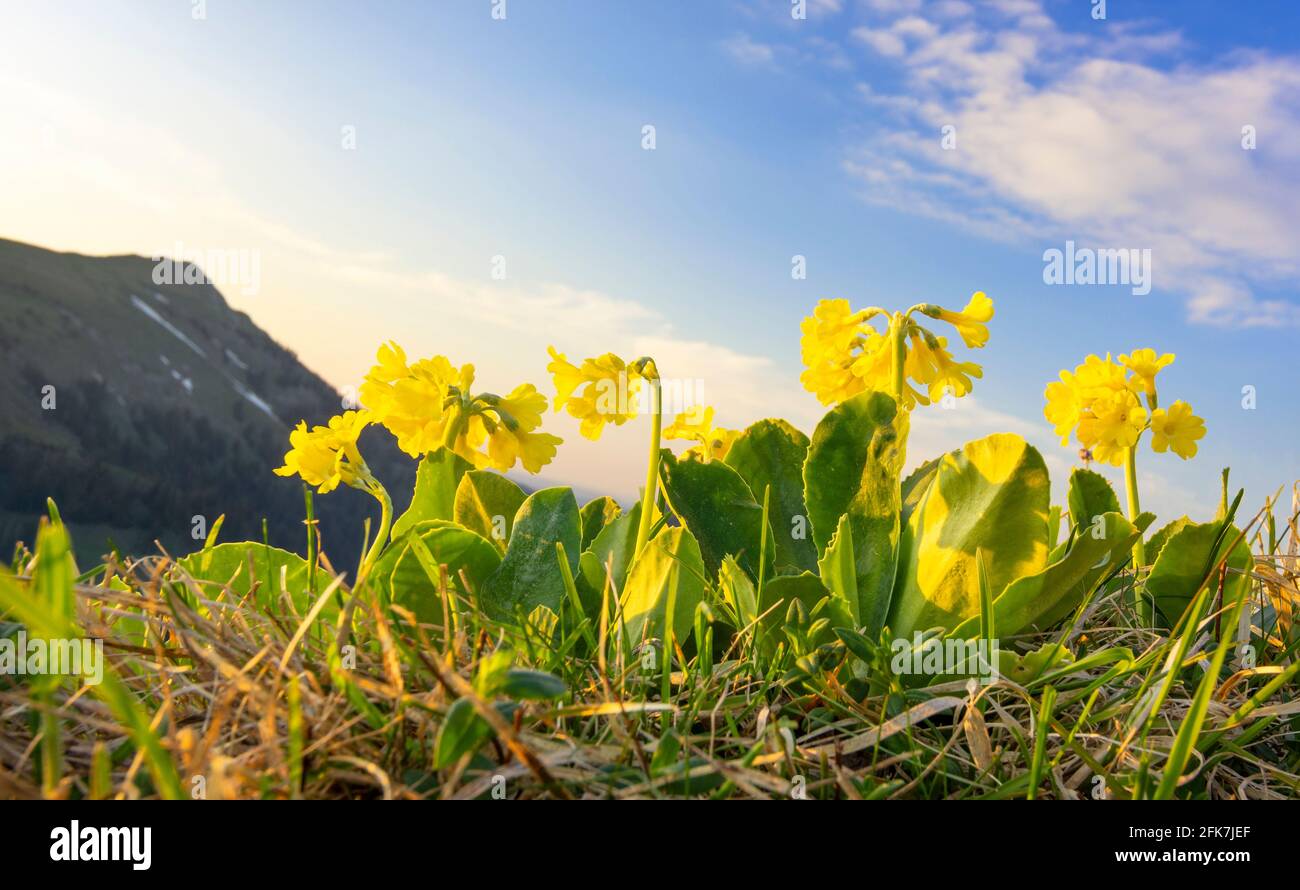 Cowslip fiorente (Primula auricula) nelle Alpi di Allgäu. Baviera, Germania Foto Stock