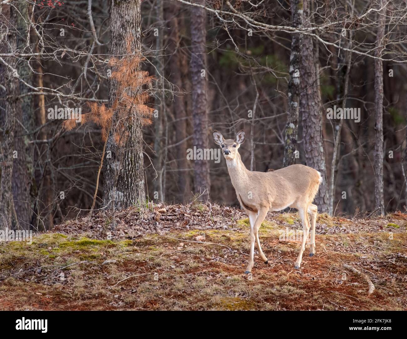 Cervi dalla coda bianca (Odocoileus virginianus) - Hall County, Georgia. Cervi femmine dalla coda bianca che camminano lungo il bordo della foresta in un tardo inverno a poppa Foto Stock