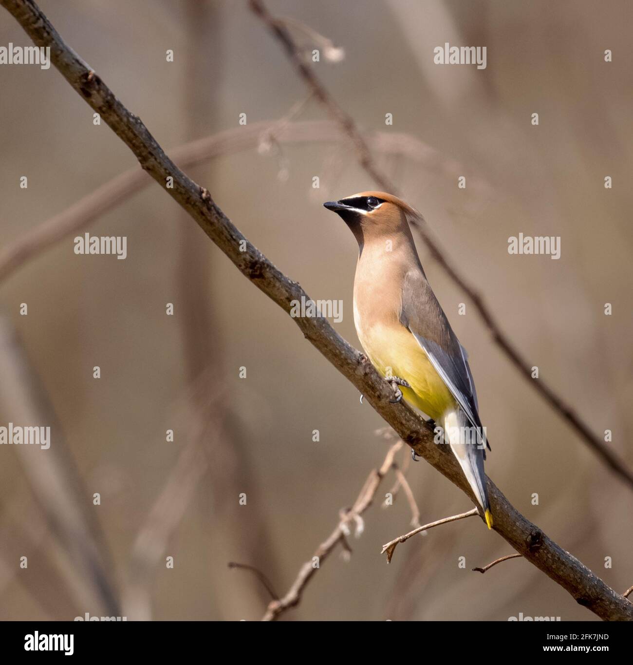 Cedar waxwing (Bombycilla cedrorum) - Hall County, Georgia. Cedar waxwing riposante in un albero di seta persiano. Foto Stock