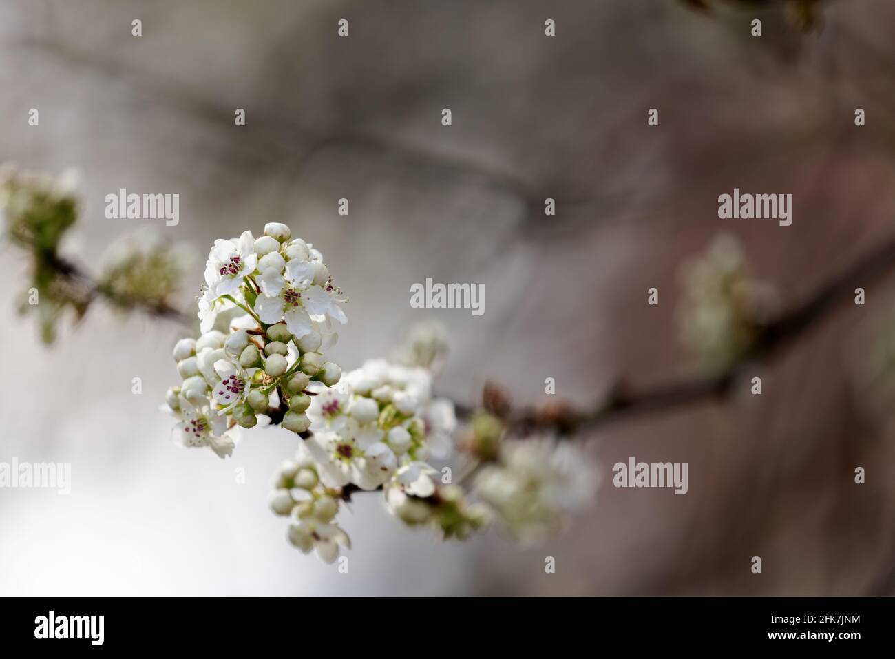 Bradford Pear (Pyrus calleryana) - Hall County, Georgia. L'albero di pera di Bradford che mostra le prime fioriture di avvicinarsi alla molla che si avvicina. Foto Stock