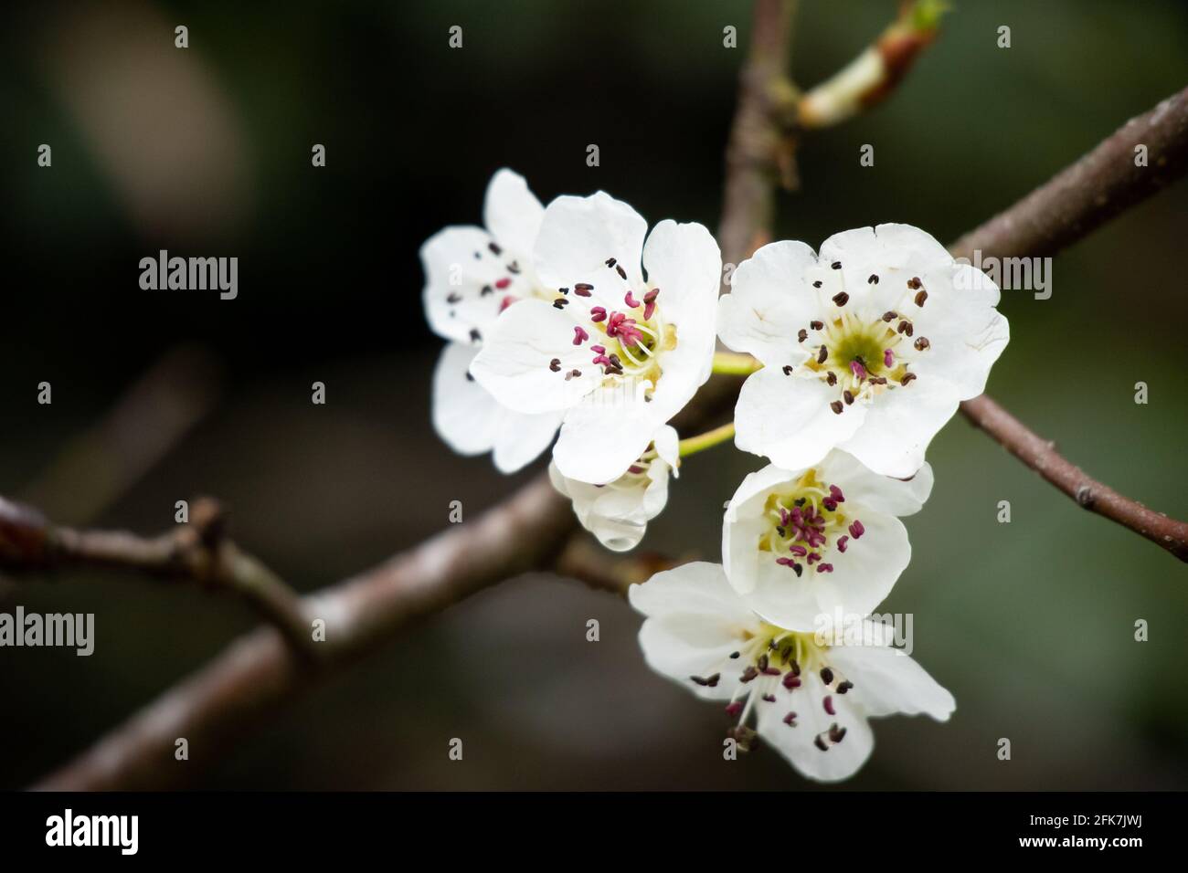 Bradford Pear (Pyrus calleryana) - Hall County, Georgia. L'albero di pera di Bradford fiorisce molto all'inizio dell'anno. Foto Stock