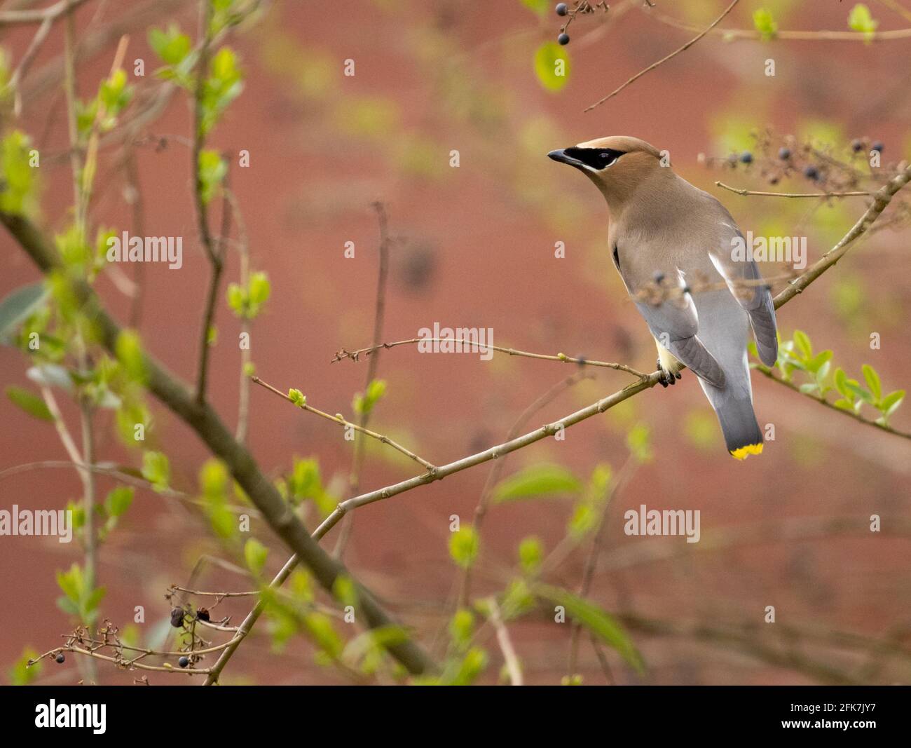 Cedar waxwing (Bombycilla cedrorum) - Hall County, Georgia. Un Cedar waxwing seduto in un olivo americano in un tardo pomeriggio invernale. Foto Stock