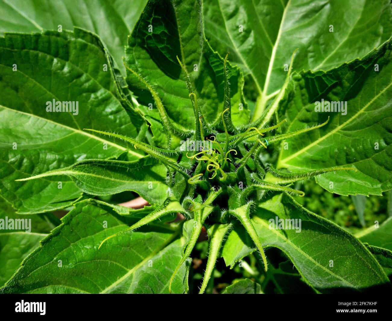 Primo piano di germoglio di girasole. Sfondo botanico Foto Stock