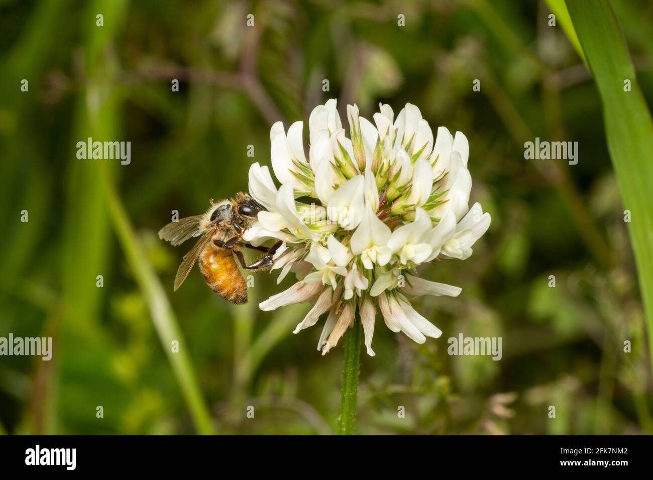 Ape del miele occidentale (Apis mellifera) succhiare trifoglio bianco (repens di trifolium), Città di Isehara, Prefettura di Kanagawa, Giappone. Polline ape è visto sulla gamba. Foto Stock