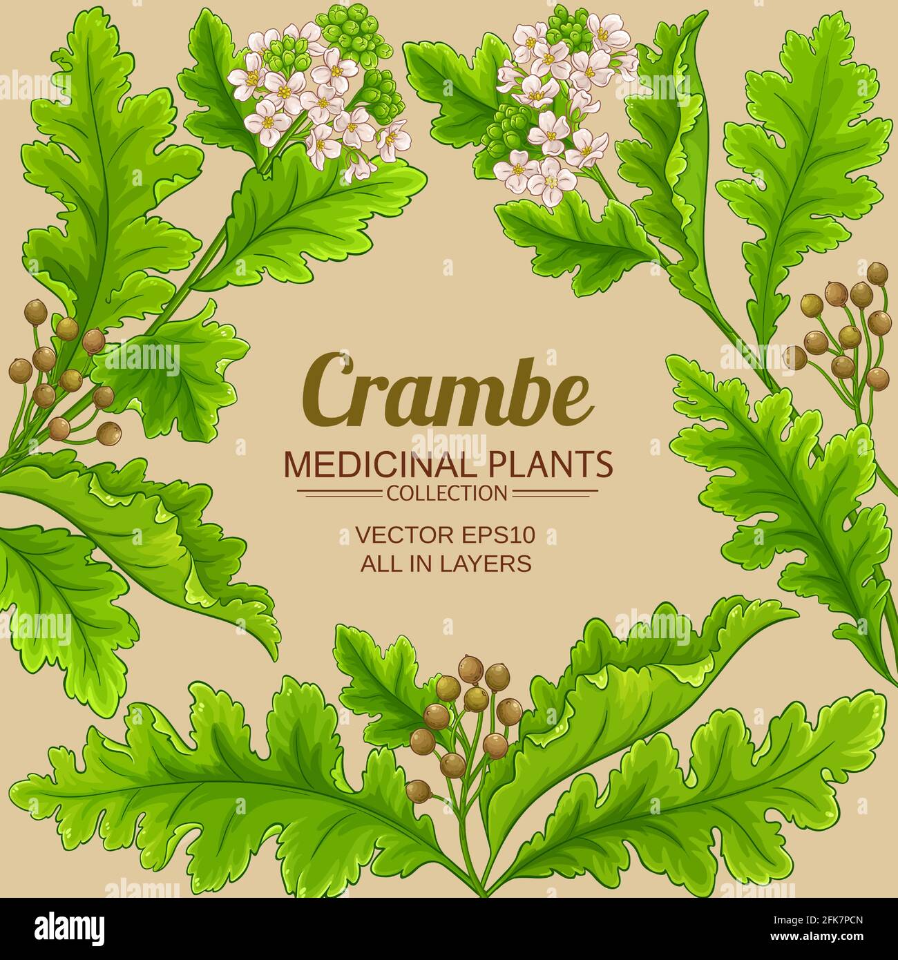 crambe pianta cornice su sfondo a colori Illustrazione Vettoriale