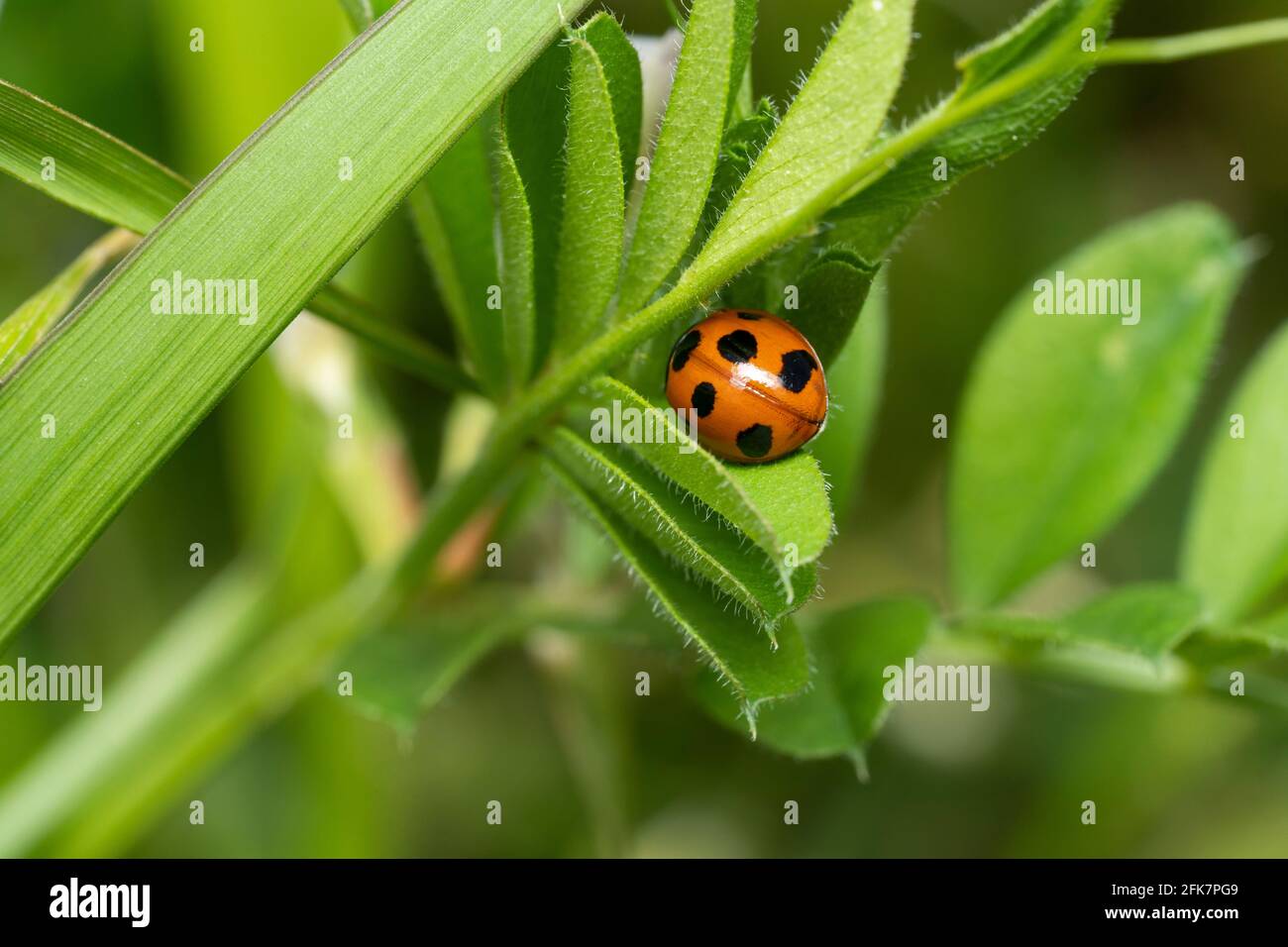 Ladybug a sette punti (Coccinella settempunctata), Isehara City, Prefettura di Kanagawa, Giappone Foto Stock