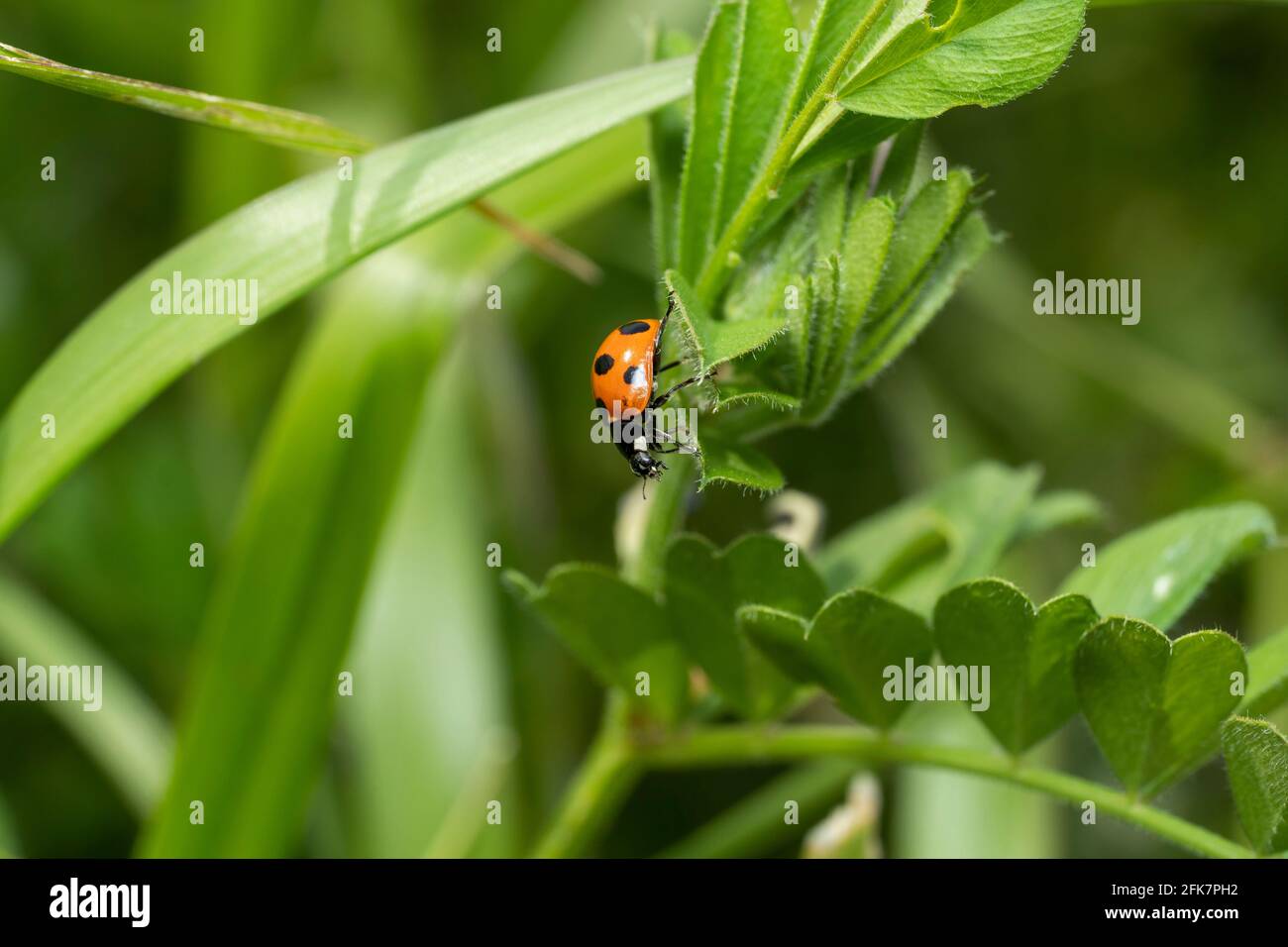 Ladybug a sette punti (Coccinella settempunctata), Isehara City, Prefettura di Kanagawa, Giappone Foto Stock