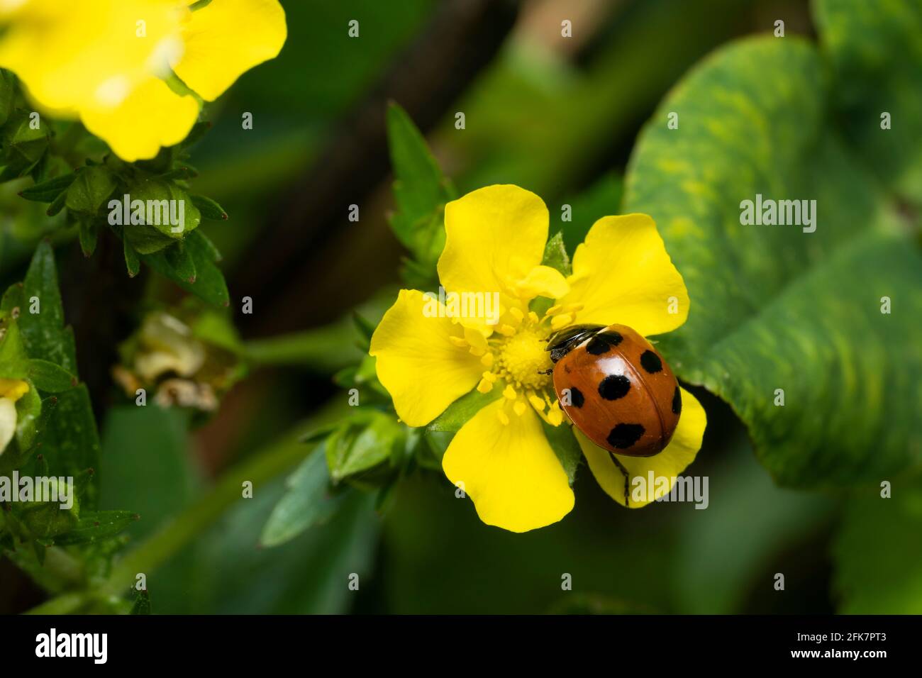 Ladybug a sette macchie (Coccinella septempunctata) su Fiore di Potentilla hebiichigo Yonek, Isehara City, Prefettura di Kanagawa, Giappone Foto Stock
