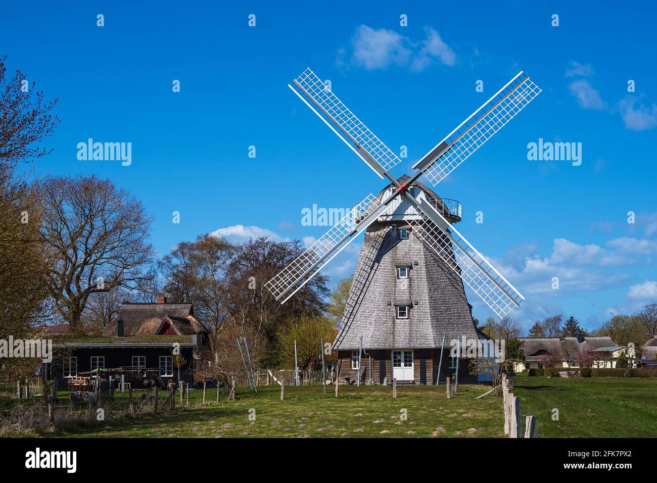 Mulino a vento storico con alberi ad Ahrenshoop, Germania. Foto Stock