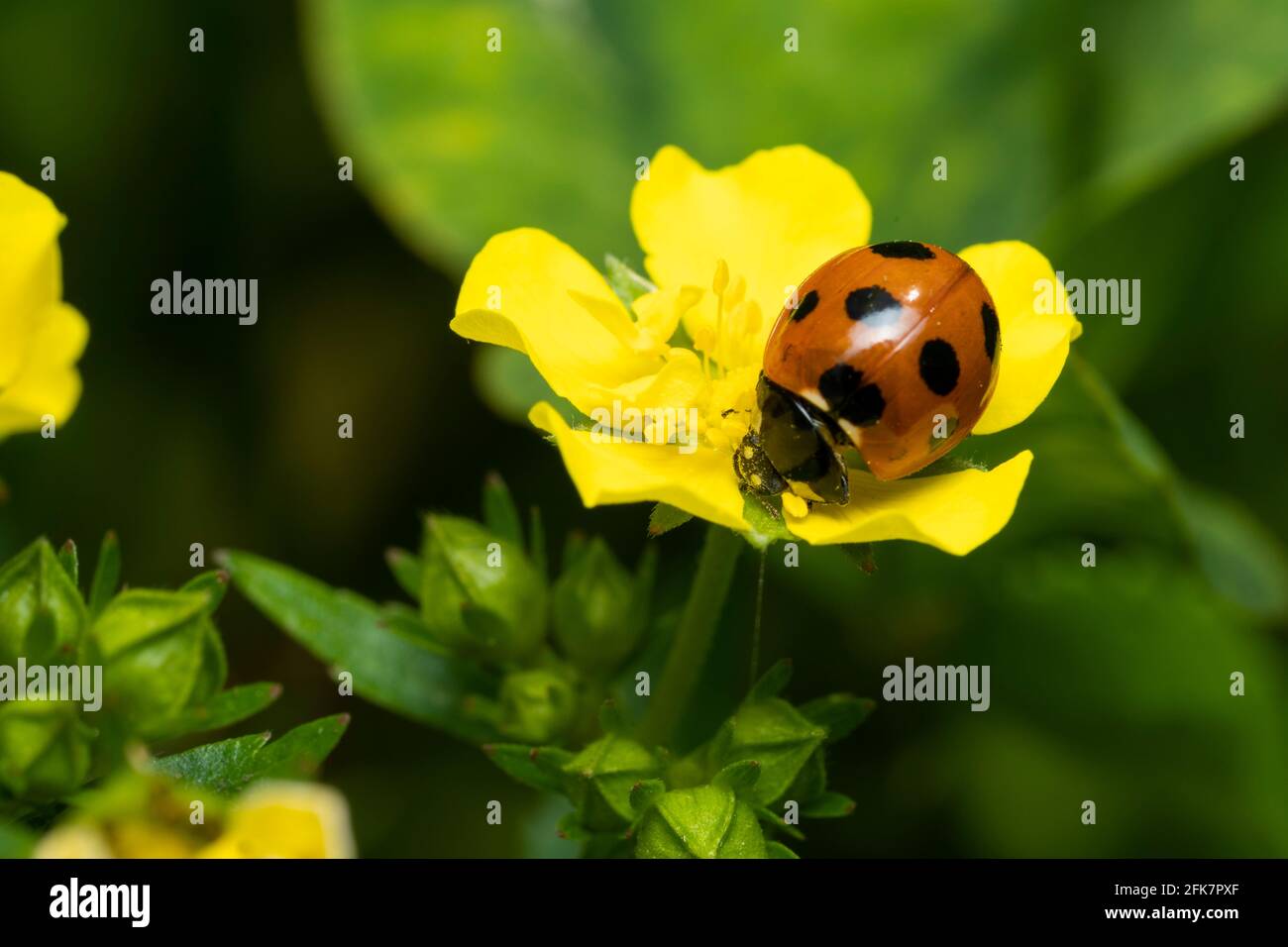 Ladybug a sette macchie (Coccinella septempunctata) su Fiore di Potentilla hebiichigo Yonek, Isehara City, Prefettura di Kanagawa, Giappone Foto Stock