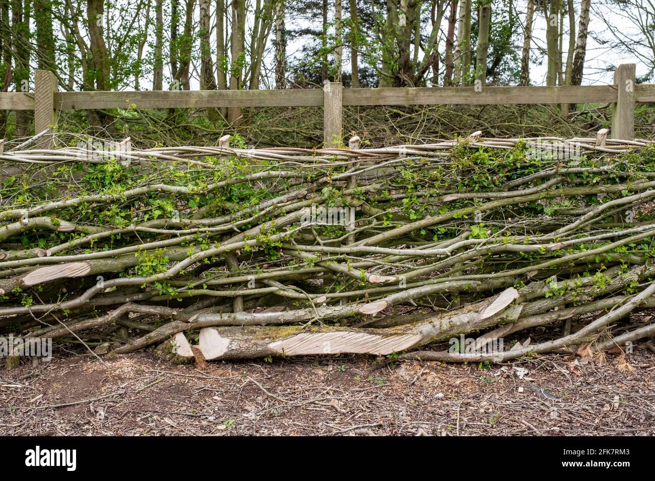 Hedgerow tradizionale e recinzione rurale, Shropshire, Regno Unito Foto Stock