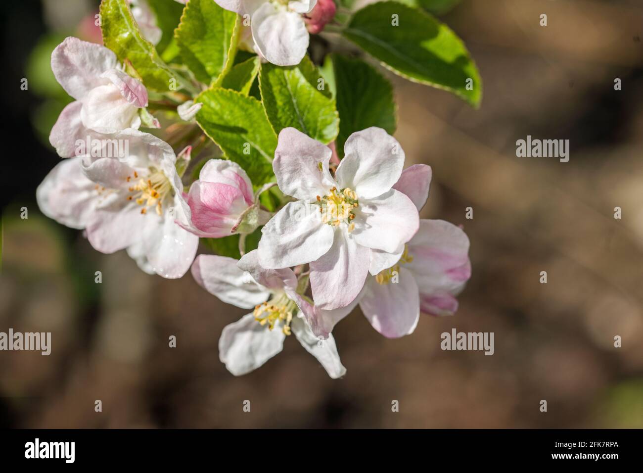 Granchio Apple Blossom in primavera sole aprile Foto Stock
