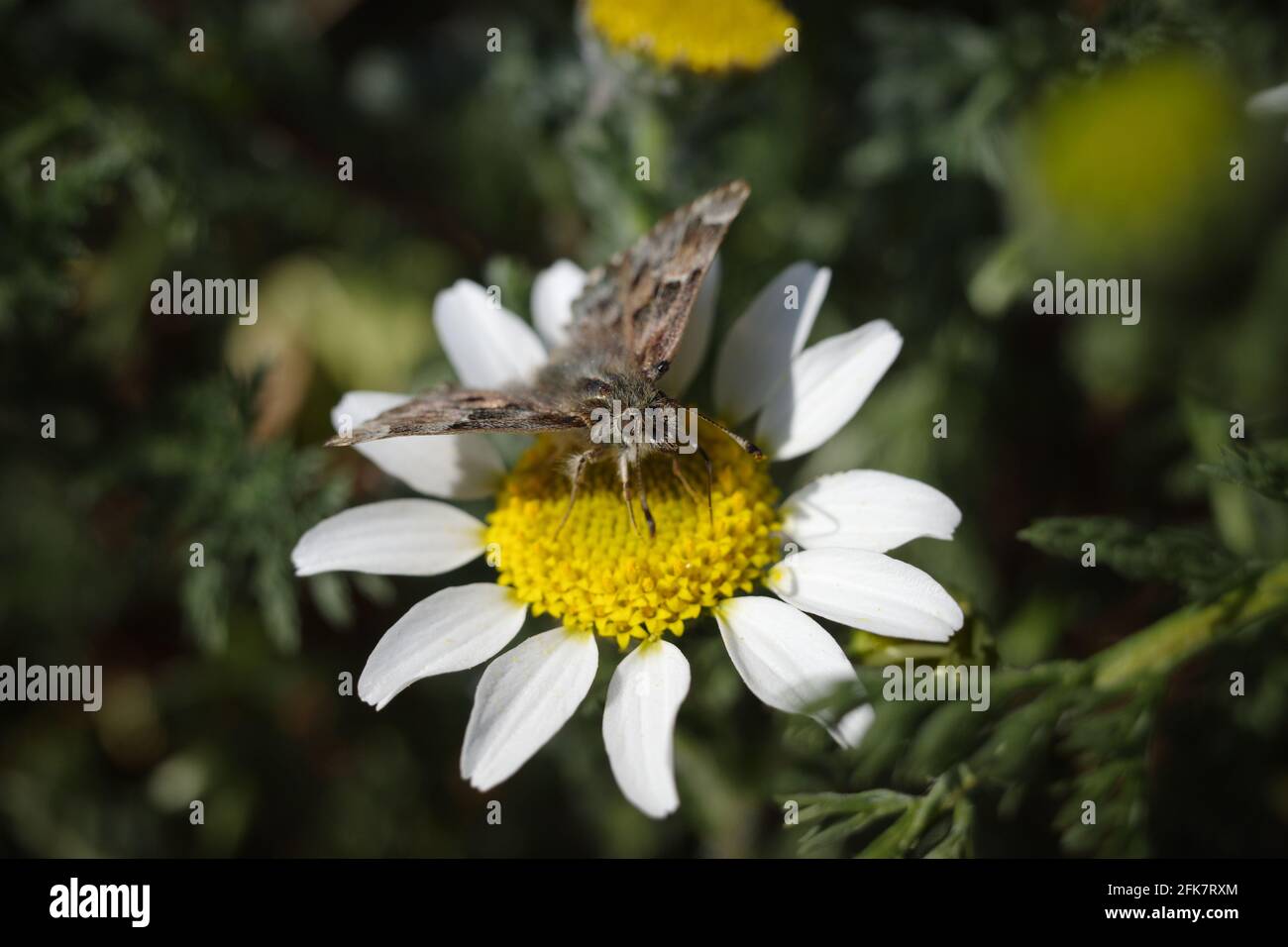 Farfalla grigia o falena sbarcati su un giallo e bianco fiore Foto Stock