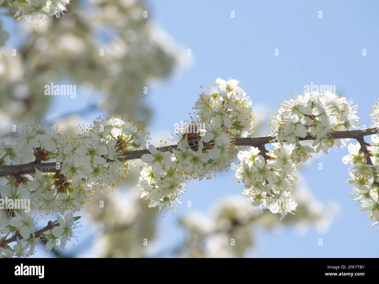 Primo piano su ape di miele volante che impollinano i fiori bianchi di A. albero di prugna Foto Stock