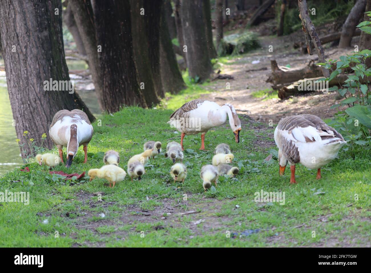 Sia come un'anatra. Calmati in superficie, ma sempre a paddling come i dickens sottostanti. Per ulteriori informazioni, consultare il sito Web https://www.brainyquote.com/topics/duck-quotes Foto Stock